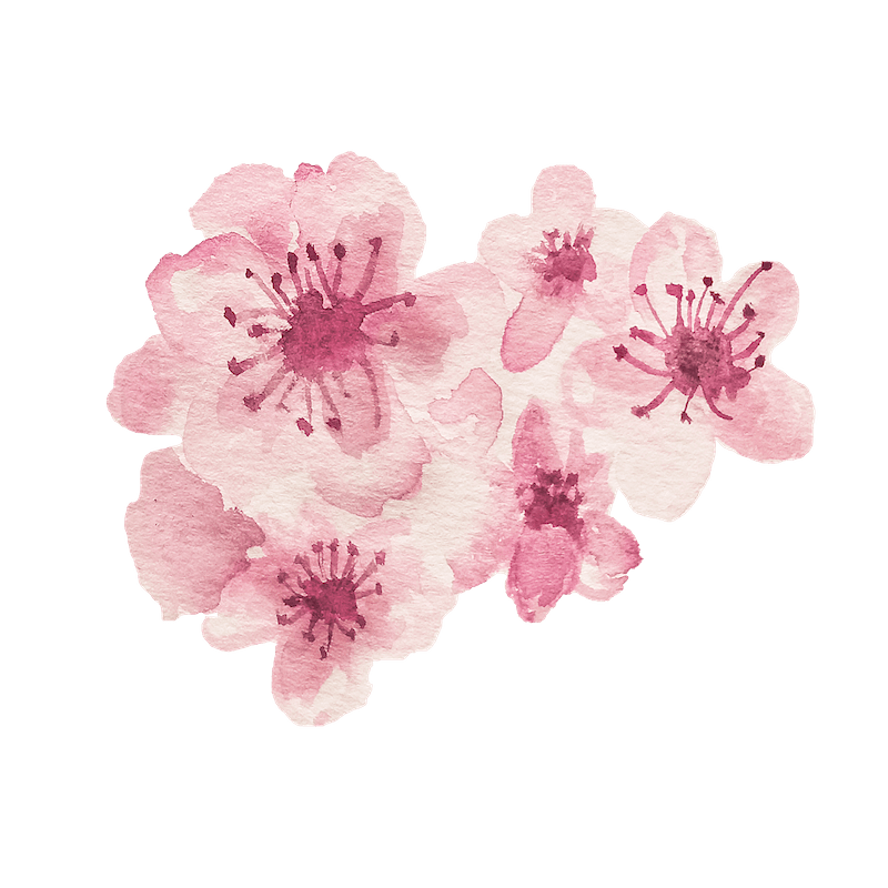 水彩桜の花