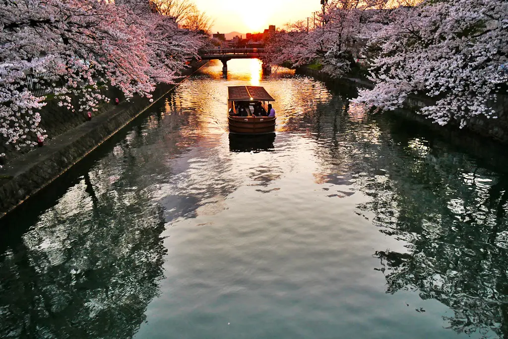 静かな運河を進む船が、満開の桜の木々が夕暮れ時の見事な背景を創り出す桜の名所を通り過ぎます。空はオレンジ色に輝き、水面に映ります。太陽に照らされた橋のシルエットが、桜の開花によってさらに美しくなったこの穏やかな風景を完成させます。.
