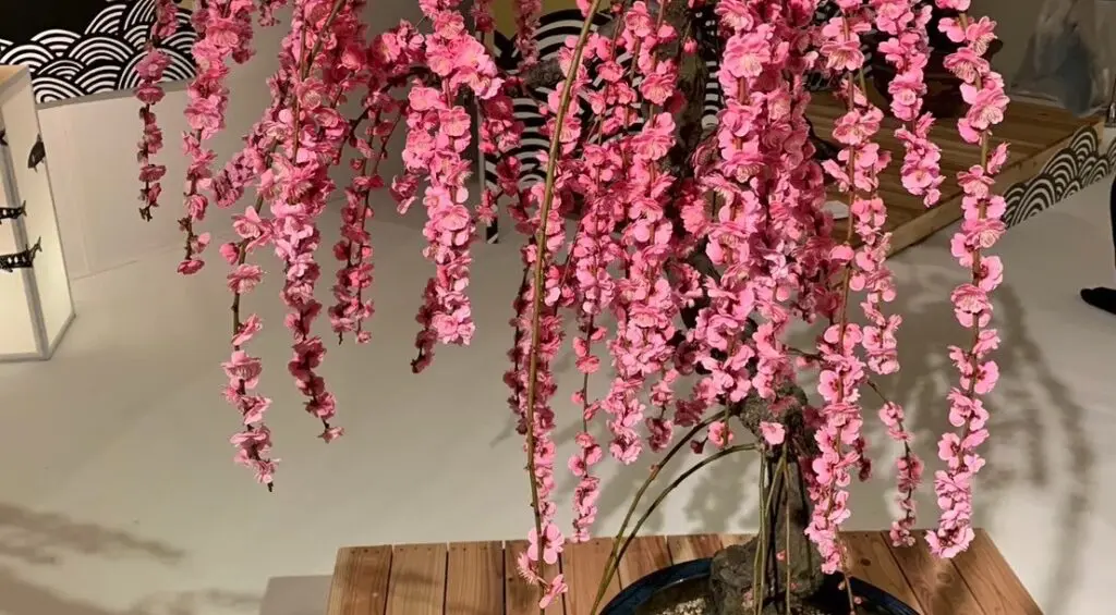 鮮やかなピンクの花を咲かせた盆栽の木が、丸い鉢の中で木製の台の上に置かれている。梅見の季節にインスパイアされたミニマルな背景は、白い壁に黒い波模様とソフトでアンビエントな照明。.