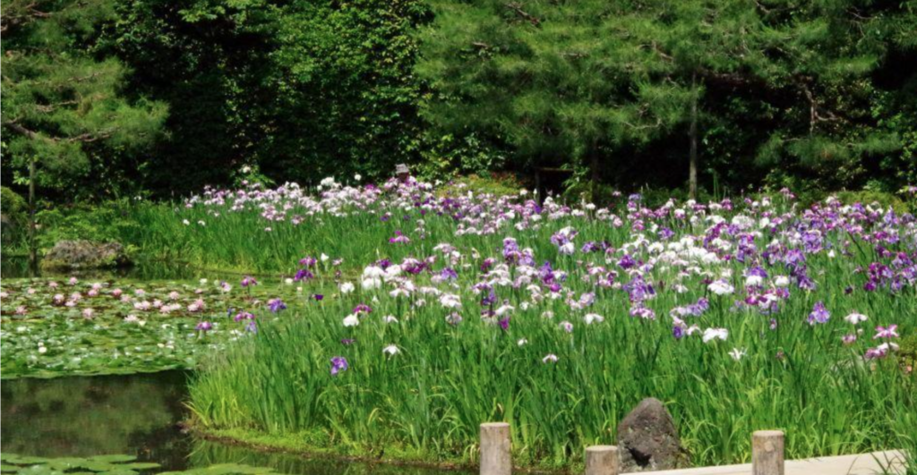 背の高い緑の芝生と紫と白の菖蒲の花が咲き乱れる緑豊かな庭。新緑が周囲を囲み、池に沿って木製のフェンスが伸びている。.