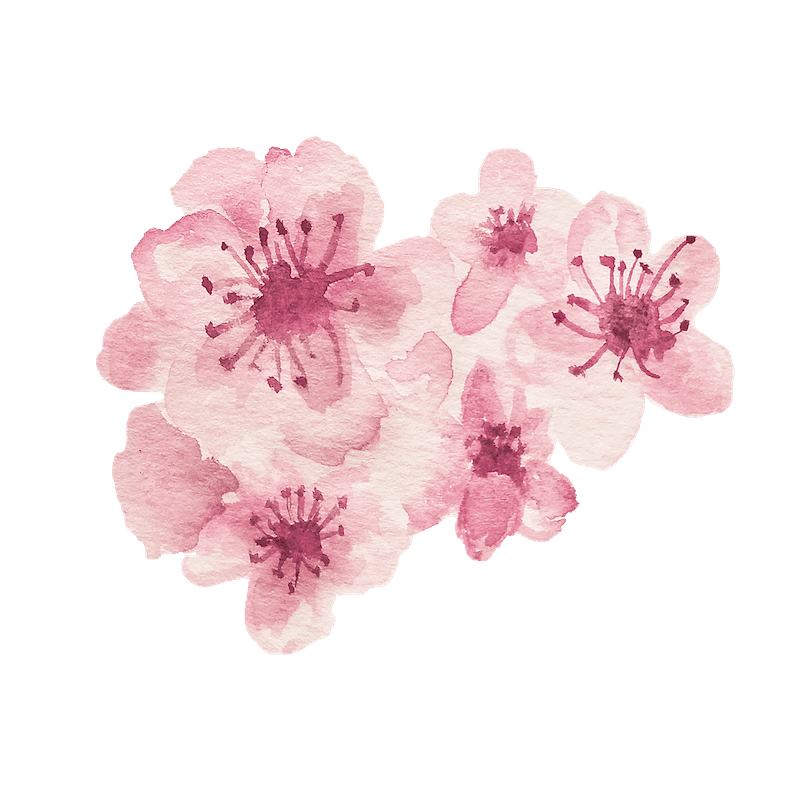 水彩桜の花