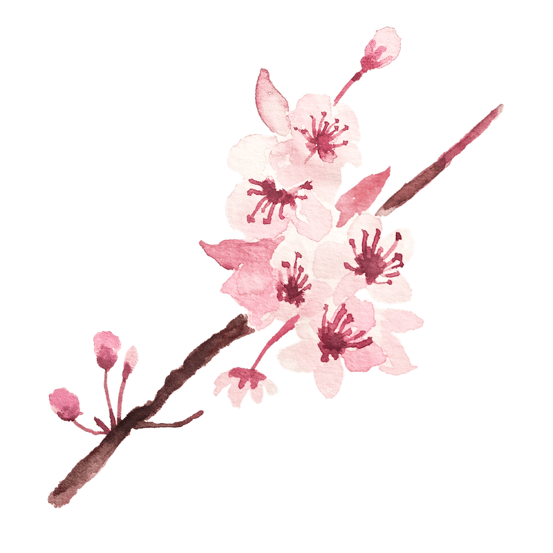 水彩桜の花