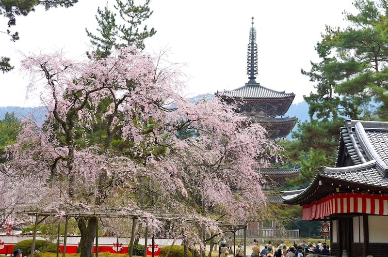 前景には、繊細なピンク色の花を咲かせた満開の桜の木が飾られ、背景には伝統的な日本の五重塔が堂々とそびえ立っています。この桜の名所は、周囲の松の木や瓦屋根の建物によってさらに引き立てられ、静かで文化的な雰囲気を醸し出しています。.